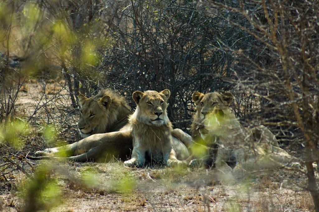 Un pequeño grupo de leones jóvenes descansando juntos a la sombra de unos arbustos de matorral en el Parque Nacional Kruger.