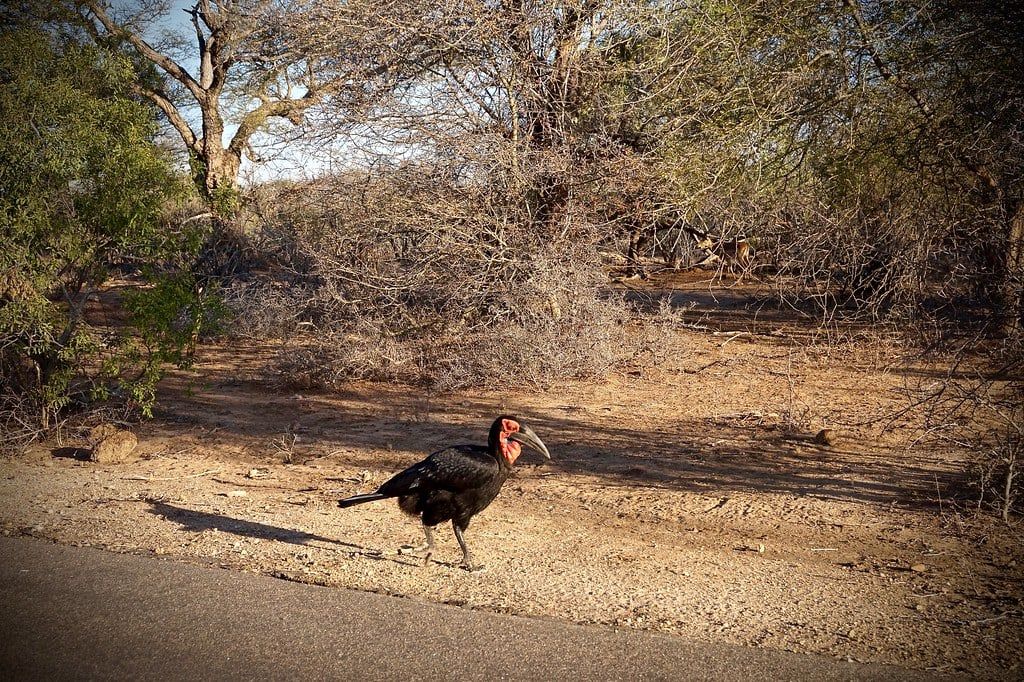 Un cálao terrestre meridional camina junto a una carretera asfaltada en el Parque Nacional Kruger.