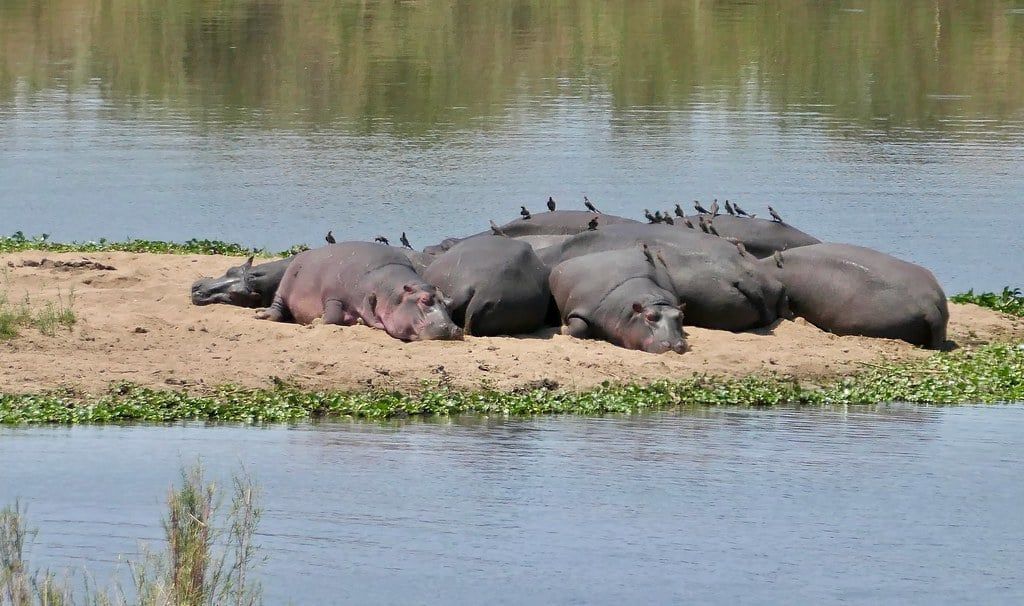 Un grupo de hipopótamos descansa junto a un banco de arena a lo largo del río Sabie en el Parque Nacional Kruger.