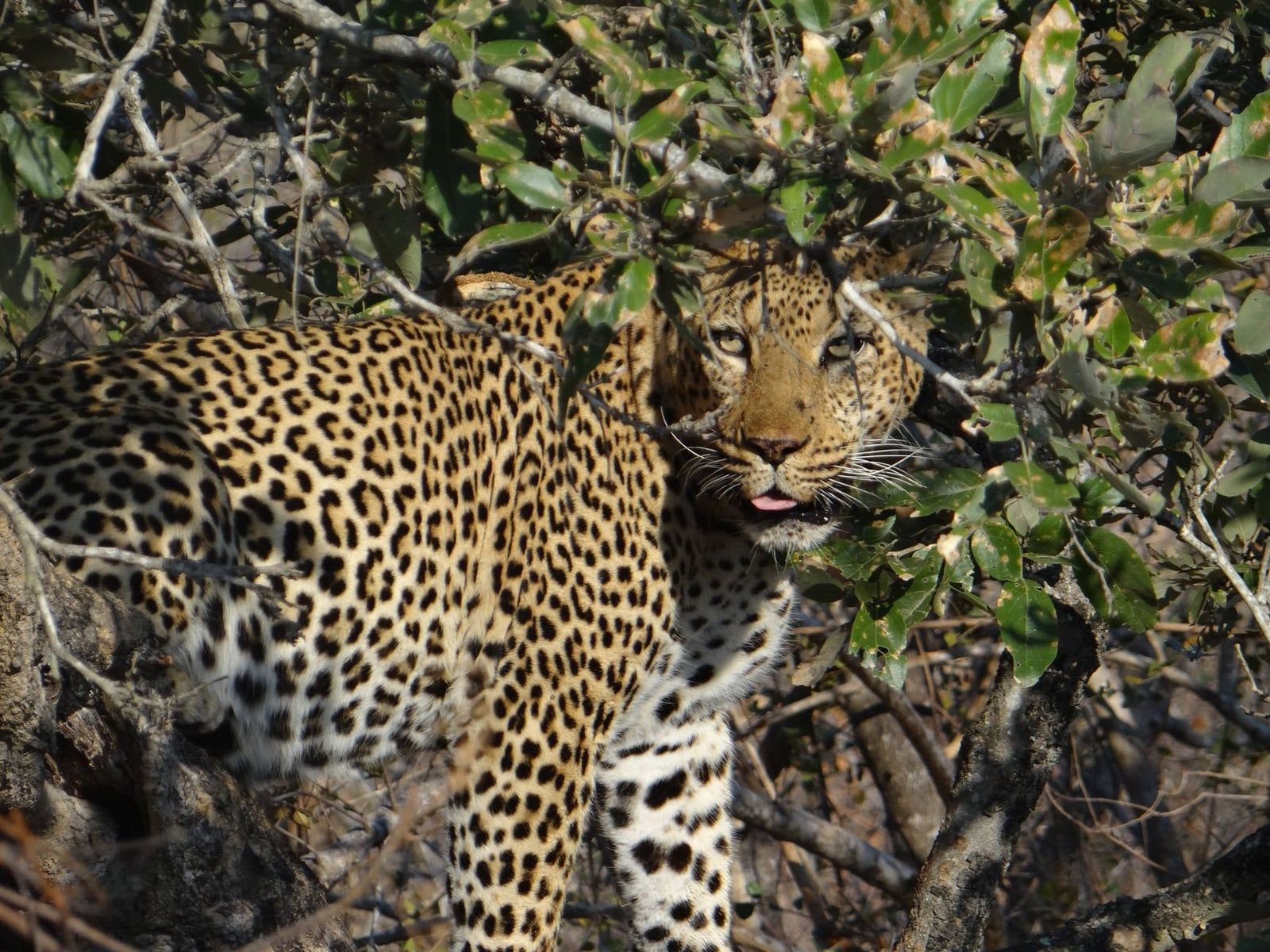 Un leopardo asoma entre las densas ramas de los árboles en el Parque Nacional Kruger.
