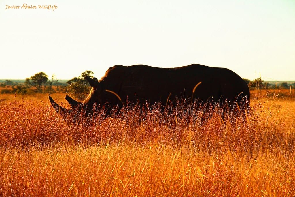 Die Silhouette eines Nashorns steht im hohen goldenen Grasland im gesamten Kruger-Nationalpark.