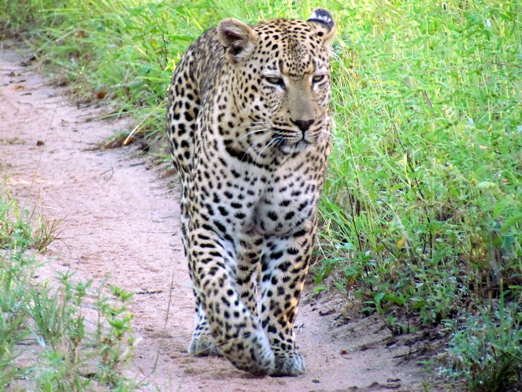 Un leopardo camina por un sendero de arena a través de un frondoso bosque en la reserva de caza Sabi Sand, cerca del Parque Nacional Kruger.