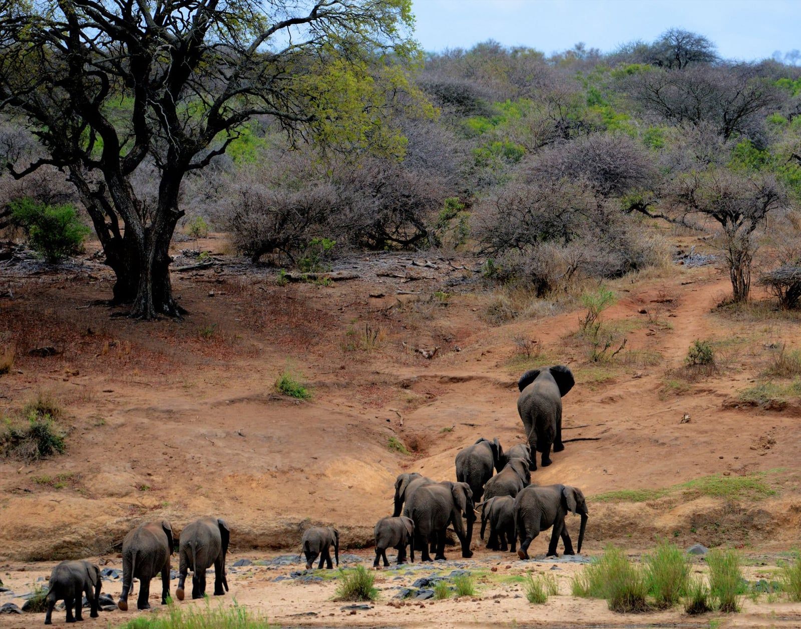 Una manada de elefantes camina por el paisaje de matorral y sabana del Parque Nacional Kruger.