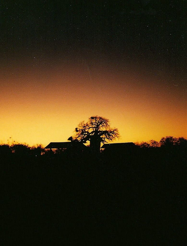 Silhouette eines Baobabs vor einem orangefarbenen Sonnenuntergangshimmel im Krüger-Nationalpark.