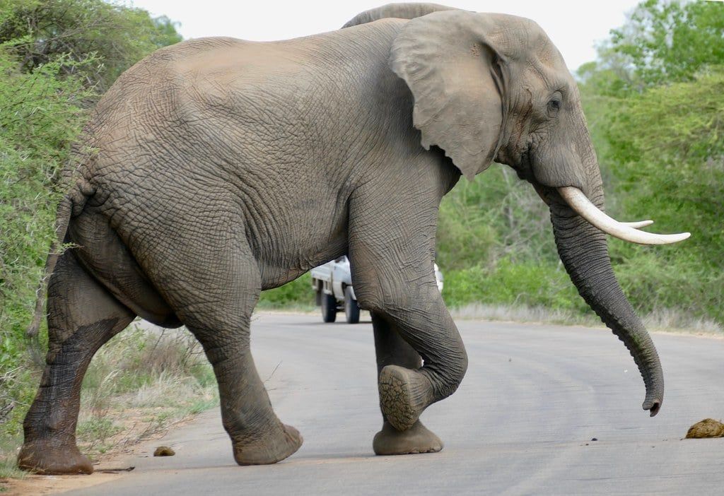 A large African elephant bull walks across a paved road in Kruger National Park as a vehicle waits behind.