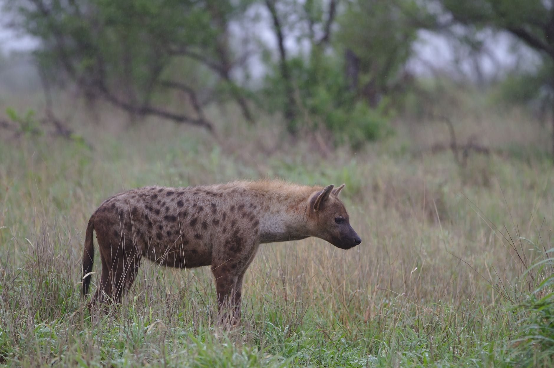 Eine Tüpfelhyäne steht im hohen Gras und in Büschen im Kruger-Nationalpark.