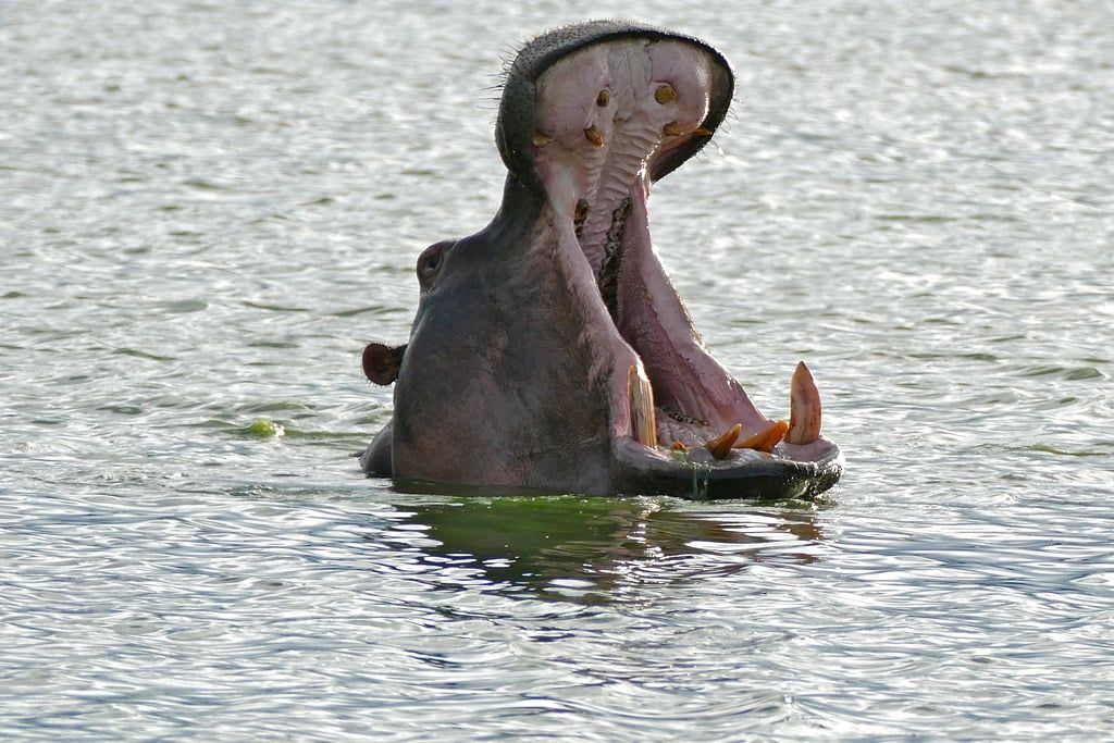 Un hipopótamo abre ampliamente las fauces en el agua de la presa Sunset Dam, en el Parque Nacional Kruger.