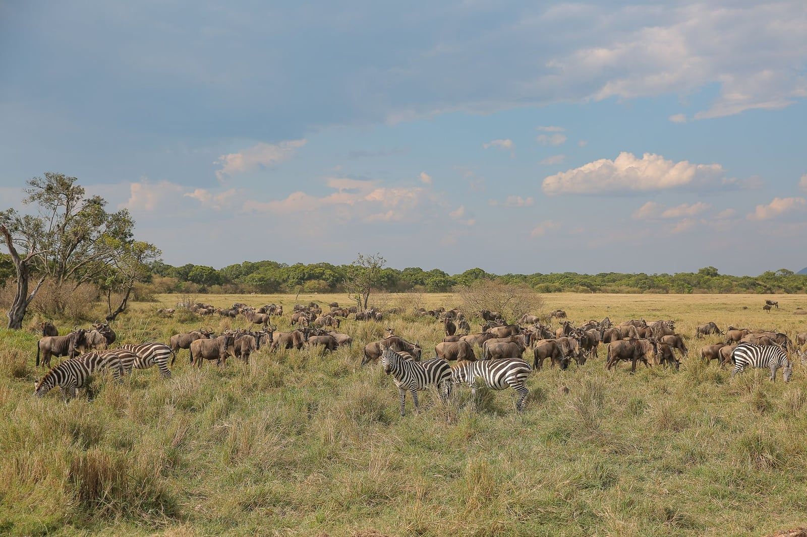 A large herd of wildebeests and zebras grazes across the open grasslands of the Serengeti under a blue sky.