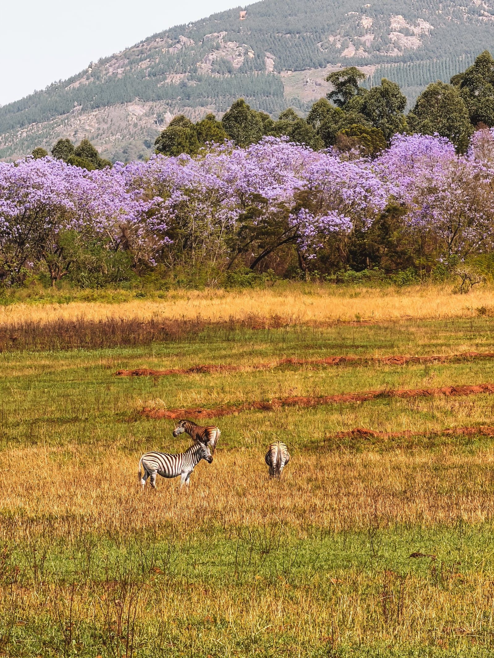 Vista di Parco nazionale Kruger