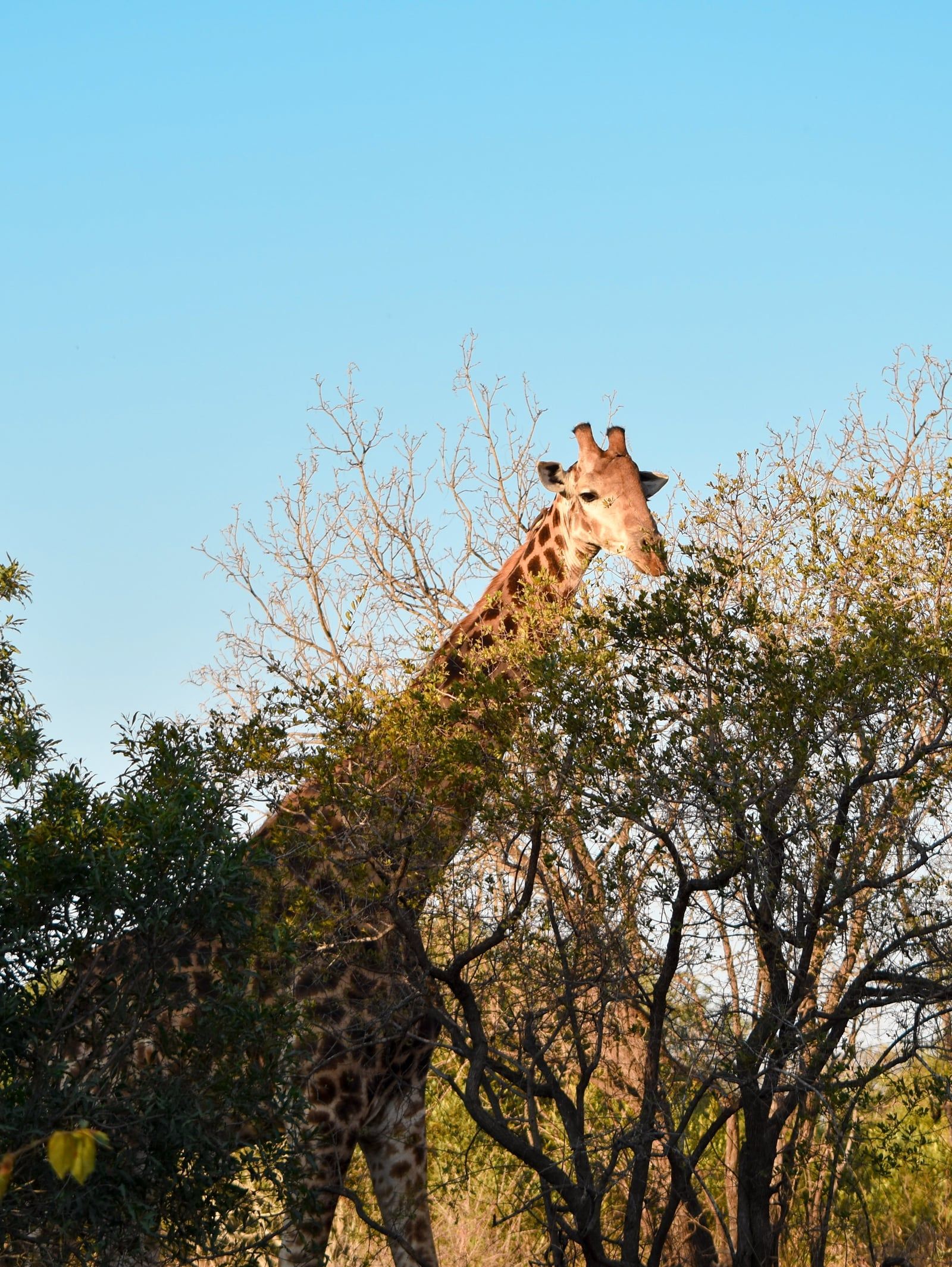 Vista di Parco nazionale Kruger