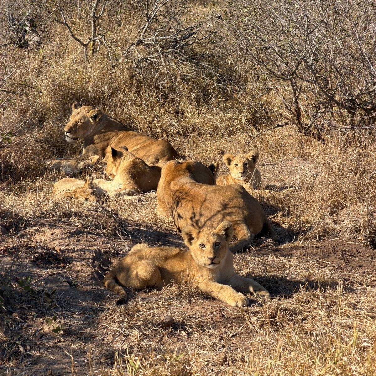 Krüger-Nationalpark Tour-Besucherfoto